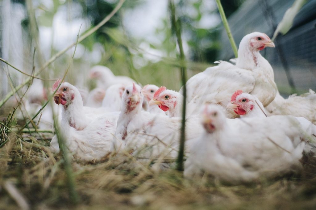 chickens, birds, poultry, hens, animals, livestock, agriculture, chicks, domestic, chickens, chickens, poultry, poultry, nature, poultry, poultry, poultry