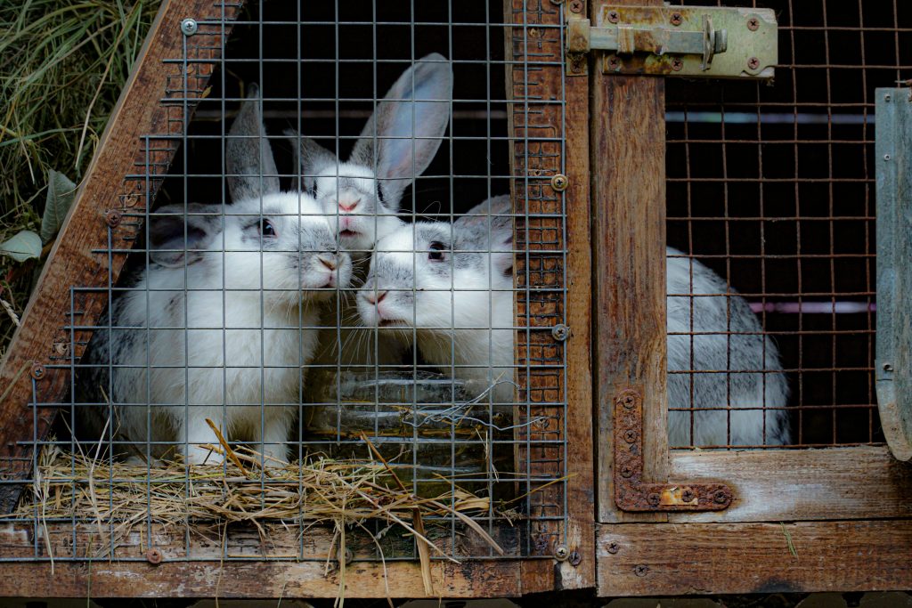 Three rabbits sit behind a wire fence in a wooden cage, surrounded by hay.